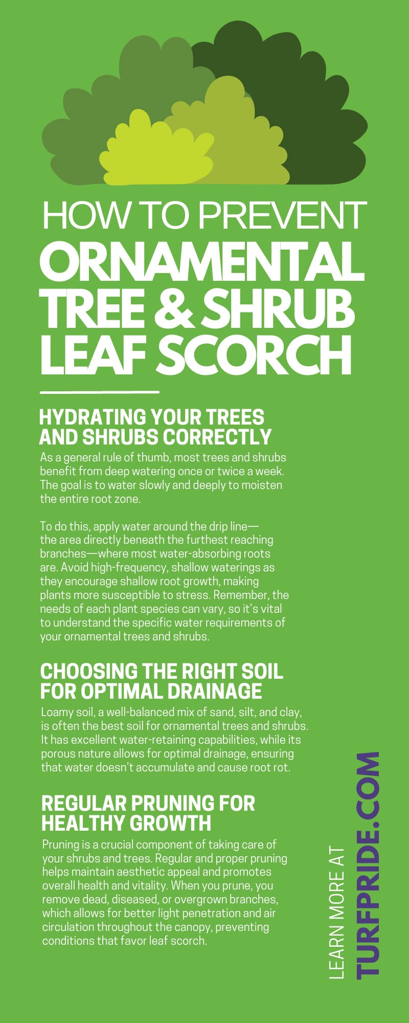 How To Prevent Ornamental Tree & Shrub Leaf Scorch<br />
