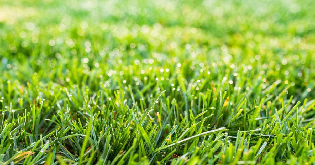 The Importance of Summer Lawn Treatment in Atlanta