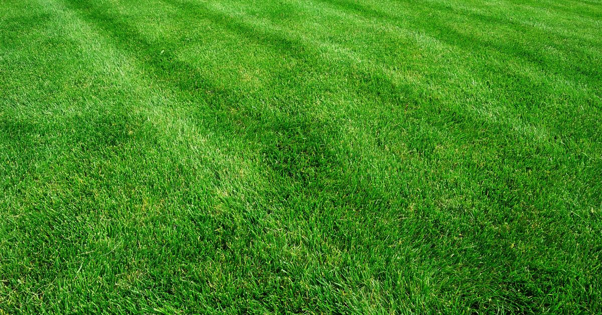 Tips for Identifying & Treating Dollar Spot in Your Yard