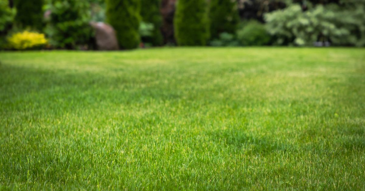 How Lawn Treatment Services Can Improve Curb Appeal