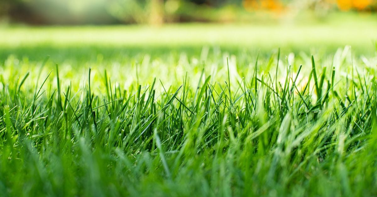 How Lawn Treatment Services Can Improve Curb Appeal