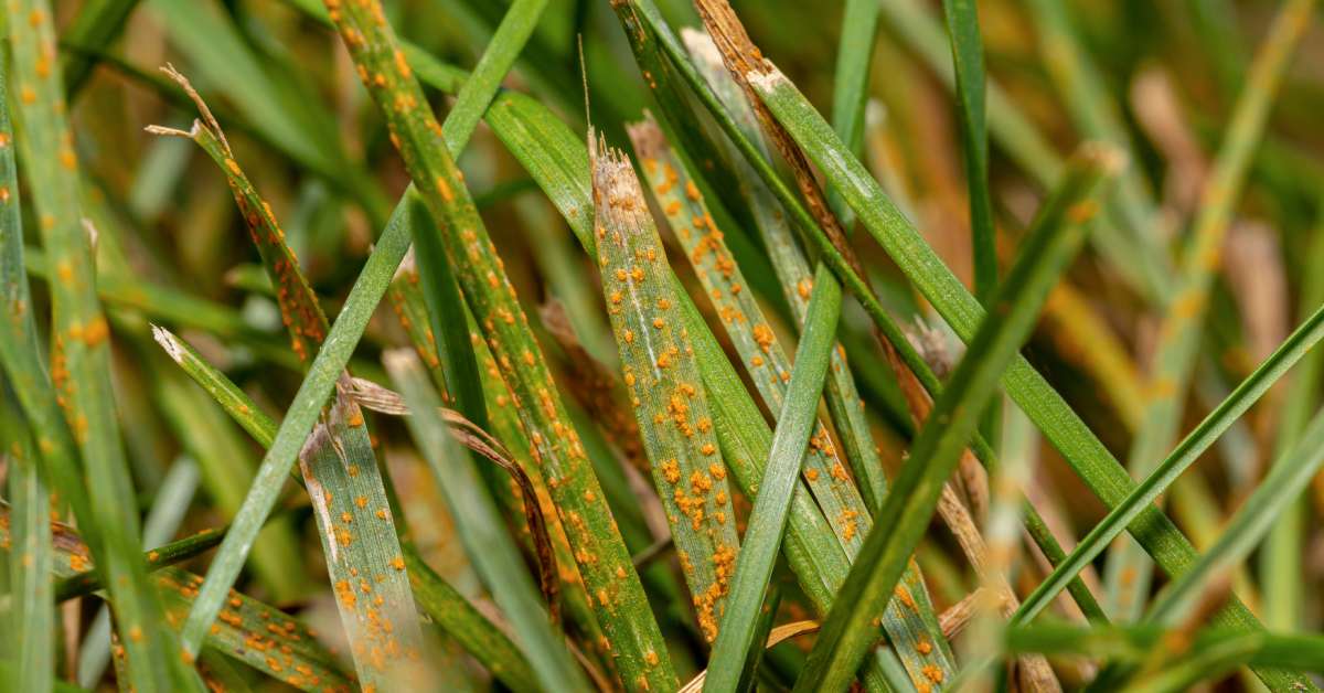 An extreme close-up of blades of grass. The blades have little spots of rust-colored fungus on them.