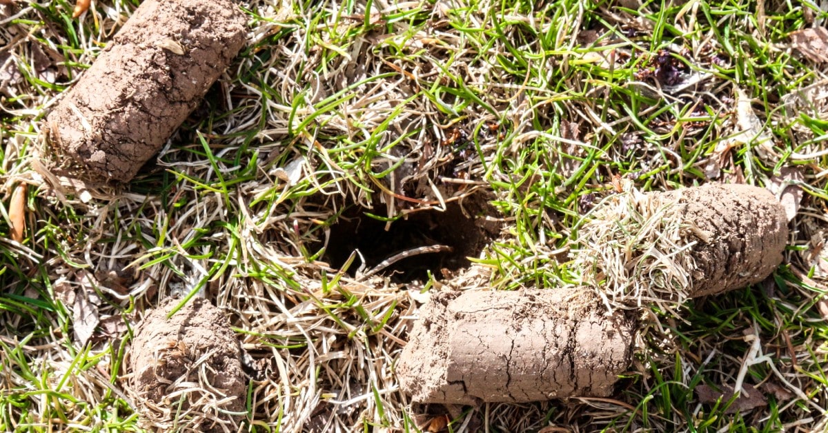 A close-up view of grass that has been aerated. A hole is in the center with a few dirt plugs around it.