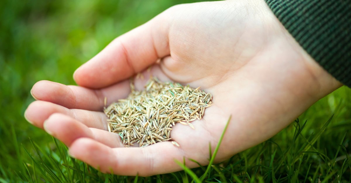 A close-up of someone holding a pile of grass seed. Their hand is also right above a patch of green grass.