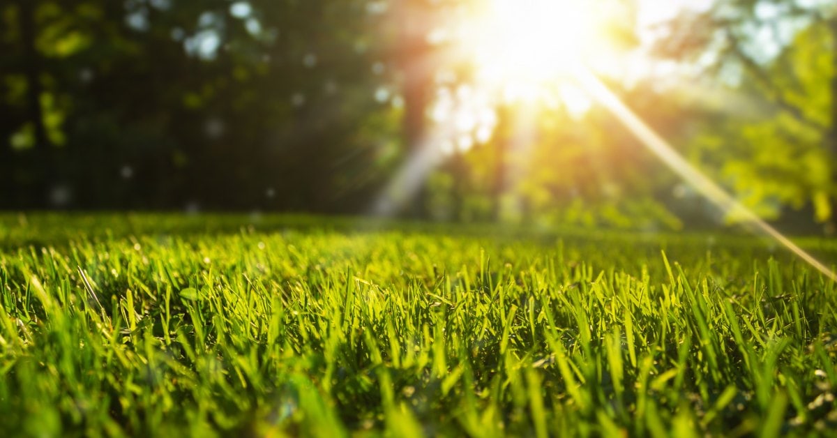 A ground view of a yard with lush, green grass. You can see the sun shining through some trees in the background.