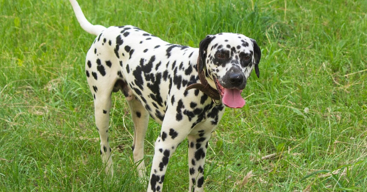 A yellow lab is sitting on a lawn and looking at the camera with its tongue out. Multiple brown patches surround the dog.