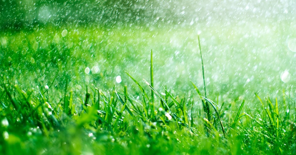 A close-up ground view of green blades of grass. You can see water droplets raining over the grass.