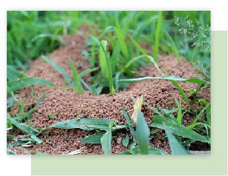 fire ant control in atlanta