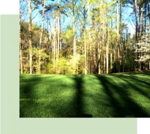 deep root fertilization special atlanta