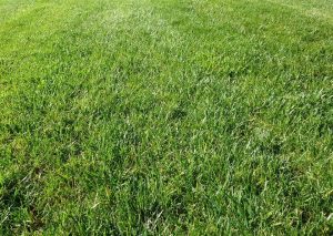 Lush green grass growing in a lawn that was recently fertilized