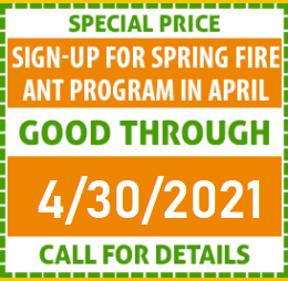 fire ant