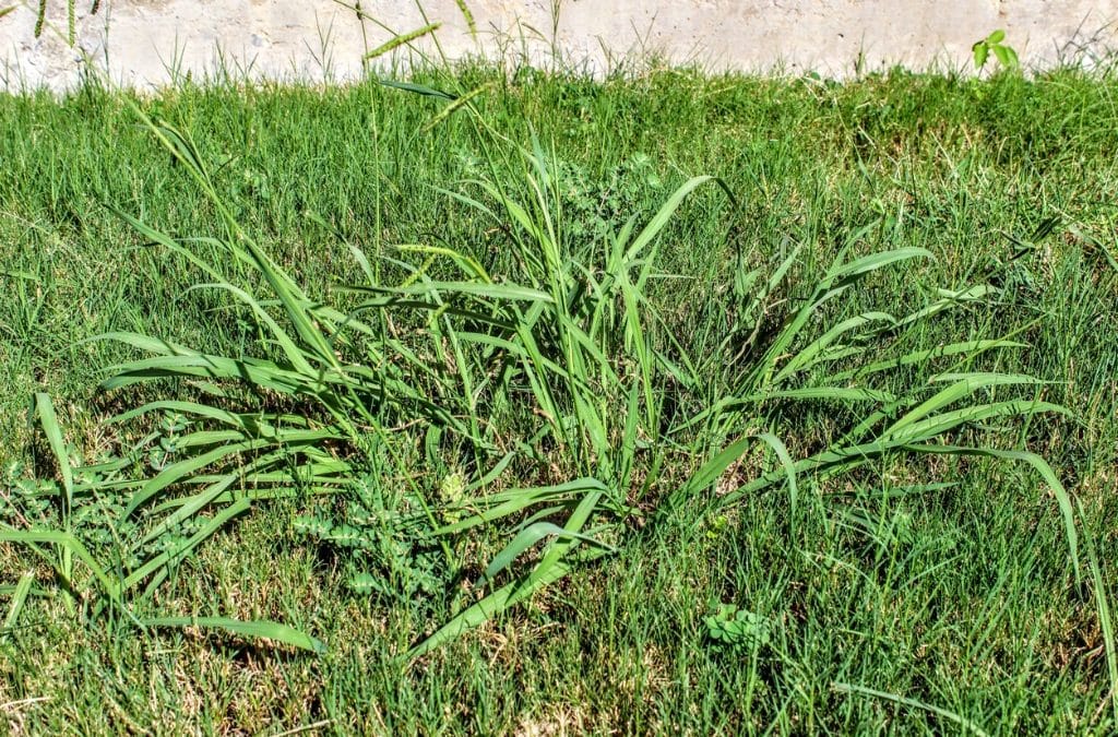 Common Lawn Weeds in Atlanta