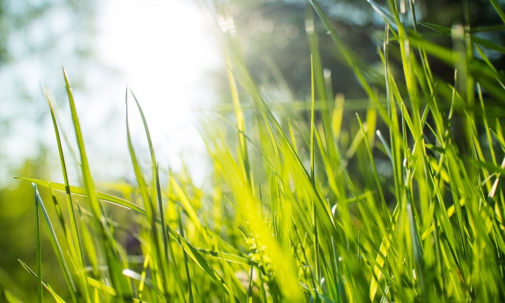 4 Ways To Protect Your Grass From Summer Lawn Stress