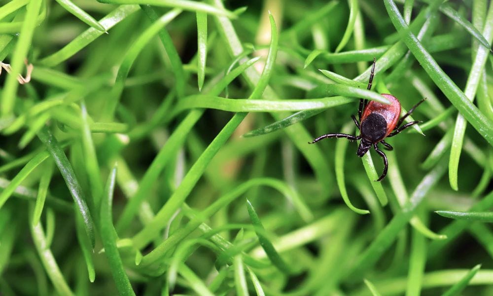 3 Tips for Defending Your Lawn Against Summertime Pests