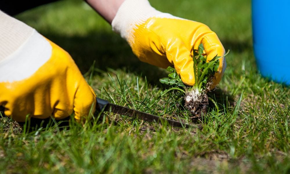The Importance of Ongoing Weed Control for Your Lawn