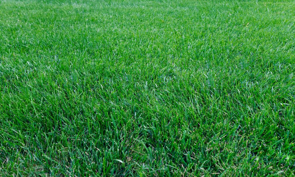 The Difference Between Warm-Season and Cool-Season Grass