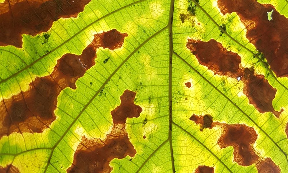How To Prevent Ornamental Tree & Shrub Leaf Scorch