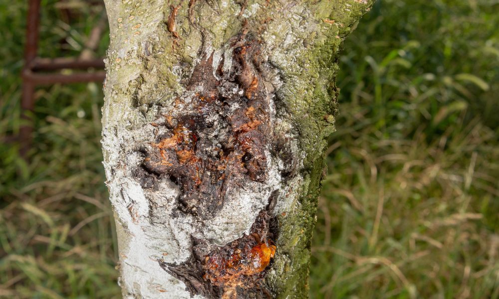 Signs Your Trees Are Suffering From Insects and Disease