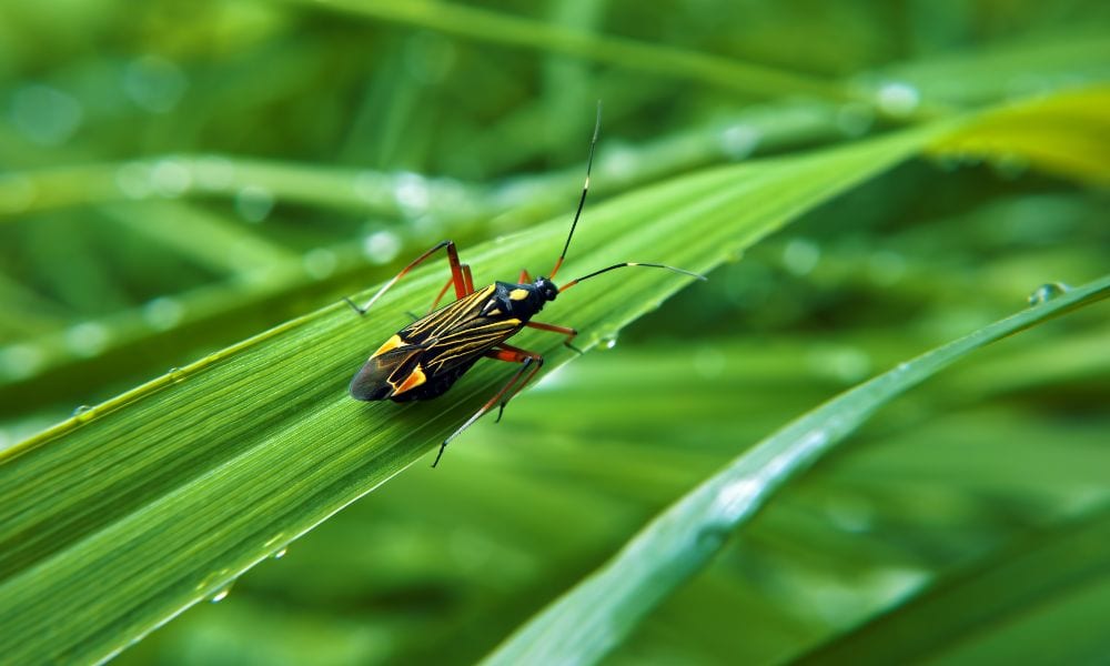 5 Top Reasons Your Yard Needs Pest Control