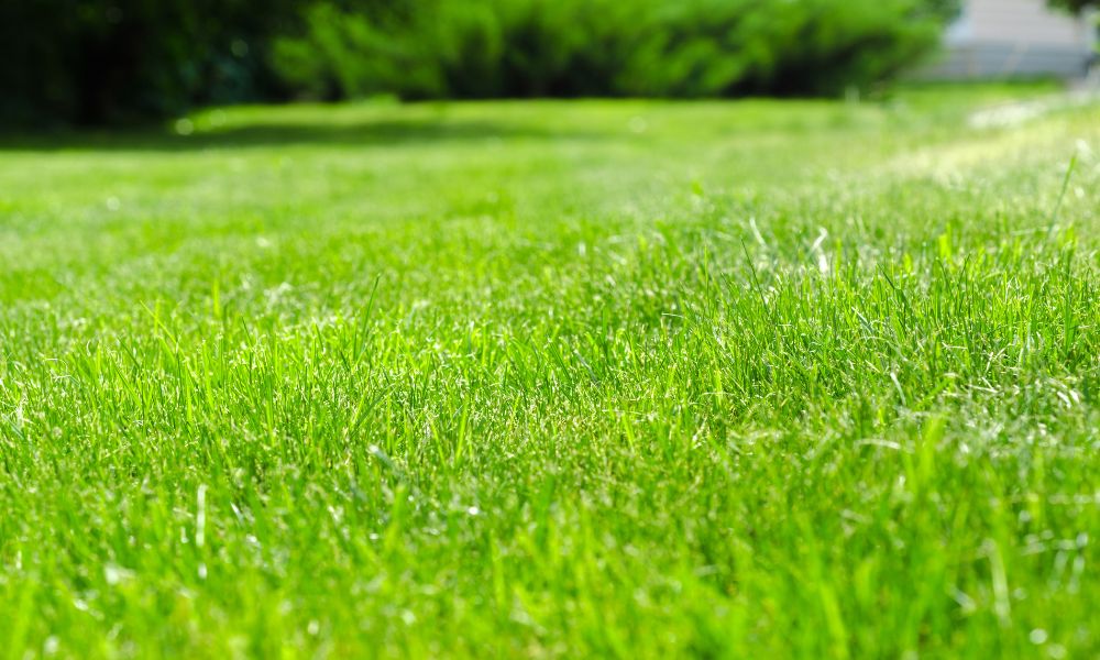5 Reasons To Leave Lawn Treatment to the Professionals