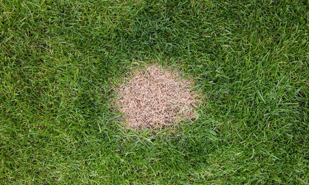 5 Signs Your Yard Is Suffering From Fescue Brown Patch