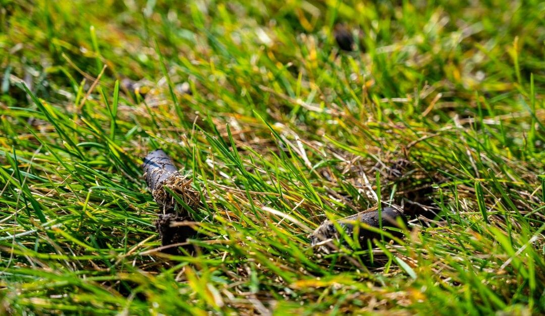 10 Benefits of Core Aeration for Warm-Season Grasses
