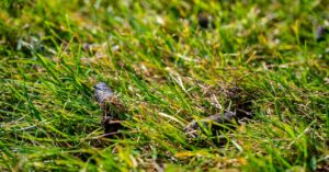 10 Benefits of Core Aeration for Warm-Season Grasses