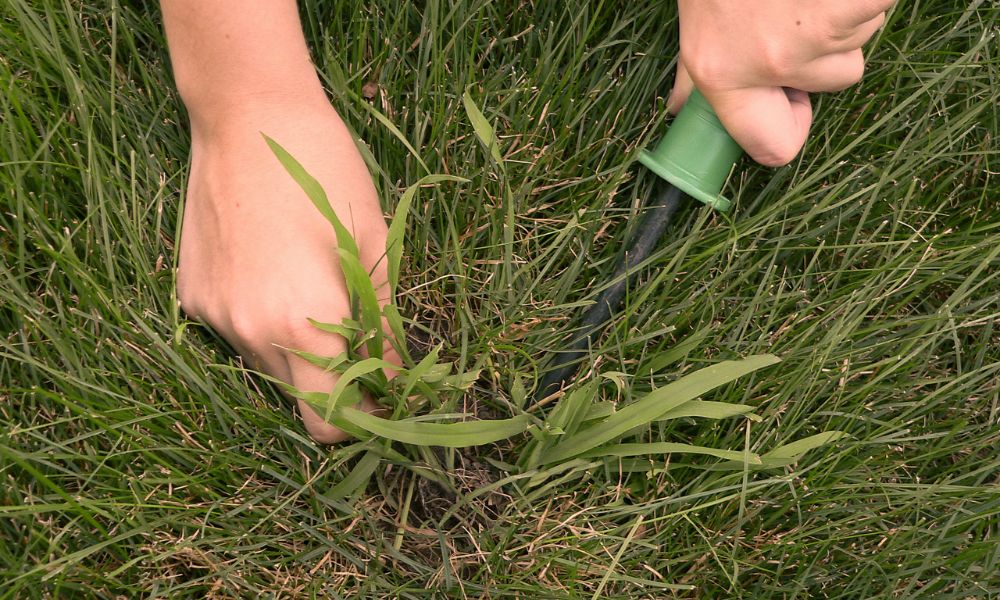 9 Things To Know About Managing Weeds in Your Atlanta Lawn