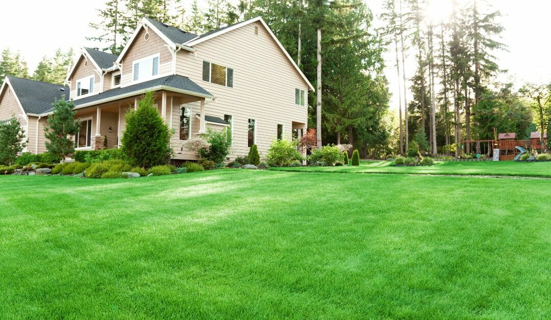 How Lawn Treatment Services Can Improve Curb Appeal