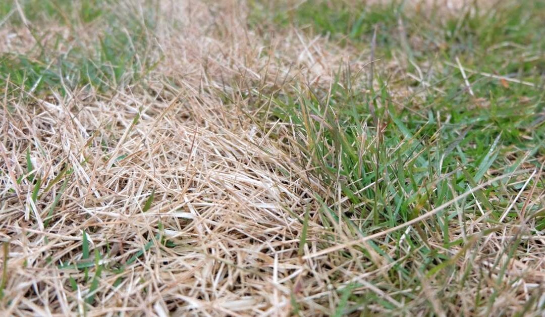 Here’s What You Need To Know About Zoysia Patch