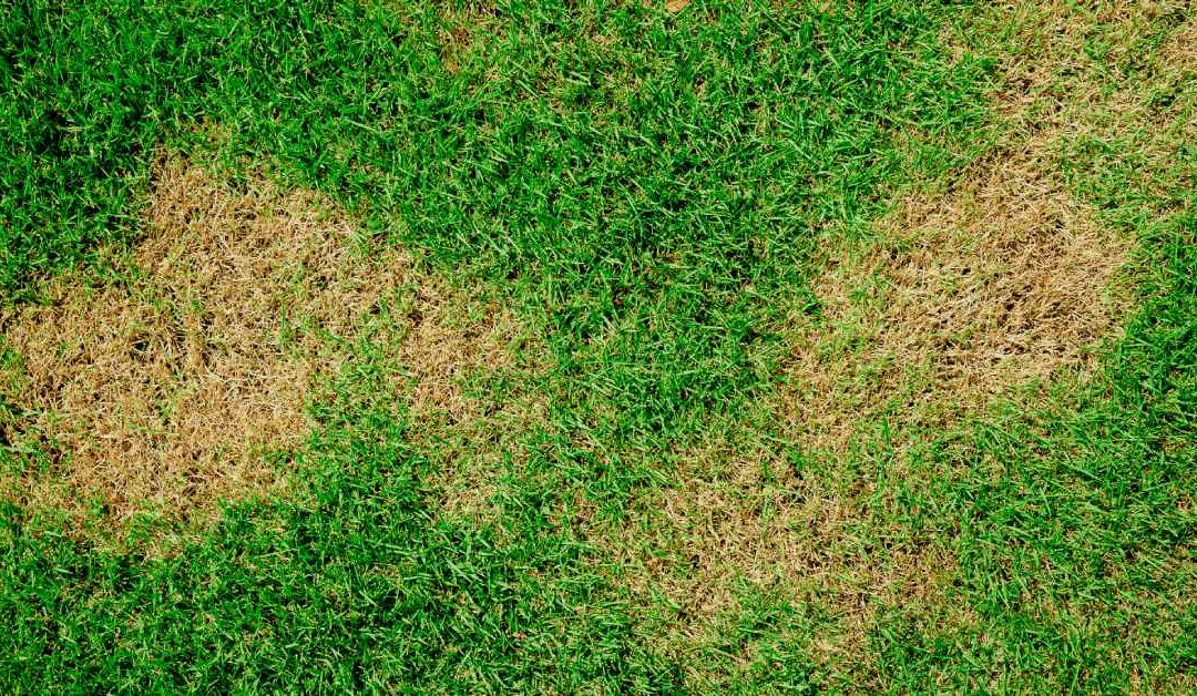 Reasons You Have Brown Spots in Your Yard